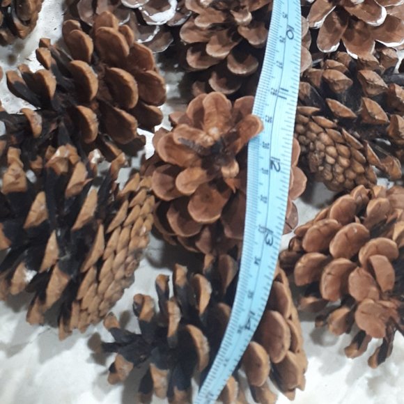 COPY - Pinecones Organic Canadian for Decoration or holiday - Picture 5 of 5